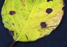 Plamistość liści derenia.