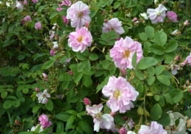 Róża damasceńska Kazanlik (syn. Trigintipetala), róża olejkowa z Bułgarii