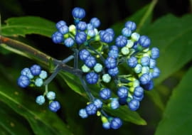 Chang Shan - młody kwiatostan, po lewej - sproszkowany korzeń. Ekstrakt z korzenia: 90 kapsułek po 400 mg, kosztuje ok. 80 zł.