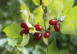 Zdrowy dereń jadalny może dożyć 100 lat. Nie należy go przesadzać ani zalewać.