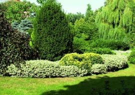 Trzmielinowa obwódka jest bardzo efektowna. Aby stworzyć taką jak na zdjęciu, potrzeba kilku lat.