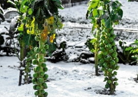 Brussel Sprouts Left to Overwinter in Snow Covered Allotment, UK