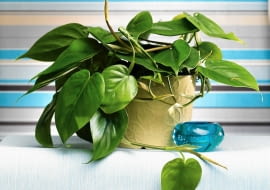 26.06.2008 WARSZAWA SESJA KWIATY WE WNETRZU NA ZDJECIU PNACZA FILODENDRON PNACY STYLIZACJA JOANNA WOYDA DLA CZASOPISMA KWIETNIK FOT. ARKADIUSZ SCICHOCKI / AGENCJA GAZETA SLOWA KLUCZOWE: ROSLINY