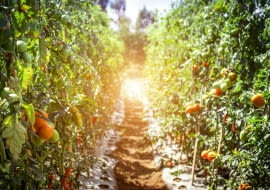 Co posadzić w tunelu foliowym?