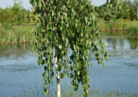 Brzoza pożyteczna 'Long Trunk' (Betula utilis 'Long Trunk')