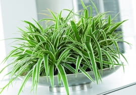 Zielistka. Jej liście tworzą "potarganą czuprynę" czuprynę. Spomiędzy wąskich blaszek wyrastają długie pędy z kępkami rozmnóżek - młodych roślinek z rozetkami liści i zaczątkami korzeni. To nadaje zielistce efektowny wygląd. W sprzedaży są odmiany o zielonych lub paskowanych liściach. jedne i drugie znoszą nawet długotrwałe przesuszenie, świetnie rosną z dala od okna. Lepeij jednak nie zaniedbywać ich zupełnie i raz w tygodniu podlać. Zimą można je pozostawić w ciepłym pokoju, ale lepiej znoszą ten okres w chłodniejszym (18-20 st. C).