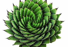 ALOE POLYPHYLLA uchodzi za perłę wśród aloesów. Rośnie bardzo powoli, a jego liście układają się w skręconą spiralnie, niską rozetę. Egzemplarz widoczny na zdjęciu jest wyjątkowo okazały, ma kilkanaście lat.