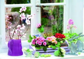 pierwiosnek bezłodygowy ma mnóstwo mieszańcowych odmian, w powstaniu których brały także udział pierwiosnek lekarski i wyniosły. Tu w kompozycji zestawiono kilka z nich.