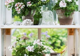 Pelargonie bluszczolistne mają liście podobne do bluszczu - stąd ich nazwa. Ale wzrok przyciągają kwiaty o nieco wydłużonych płatkach.