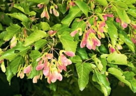 Klon tatarski (Acer tatricum) jest świetny na niewielkie działki