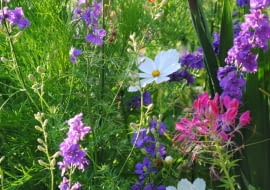 Kwiaty jednoroczne. Na rabacie angielskiej rosną swobodnie posadzone kosmosy, kleome ciernista i ostróżeczka polna