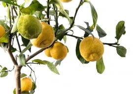 CYTRYNĘ dobrze jest wystawić na całe lato na balkon lub do ogrodu.