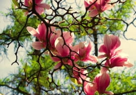 Magnolia zakwita wczesną wiosną - przed rozwojem liści