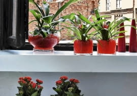 WNETRZA ROSLINY GUZMANIA , KALANCHOE PODLOZE ZEL STYLIZACJA MALGORZATA KALENIK FOT. KRZYSZTOF ZASUWIK PUBLIKACJA CZTERY KATY NR 11 (181) - 11.2006 SLOWA KLUCZOWE: ROSLINY WNETRZA