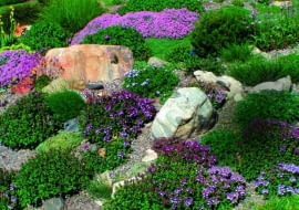 Macierzanki (Thymus) występują w różnych odmianach. Na skalniaku przeznaczamy dla nich słoneczne miejsce.