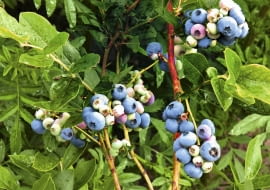 Zbyt gęsto rosnące borówki mogą słabiej owocować.