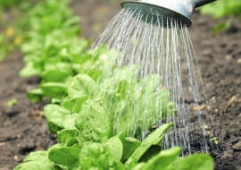 Szpinak wysiewa się w rzędach oddalonych o 20 cm, a rośliny przerywa co 7 cm. Należy je podlewać, odchwaszczać i spulchniać ziemię.