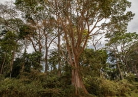 Projekt ochrony lasów