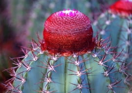 Melokaktusy z wiekiem tworzą cefalium - narośl przypominającą czapeczkę.