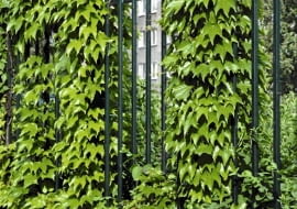 Dachówkowato ułożone liście winobluszczu trójklapowwego są idealną ochroną przed deszczem, wiatrem i słońcem