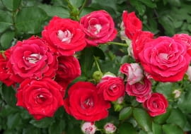 Róża 'Schone koblenzerin'