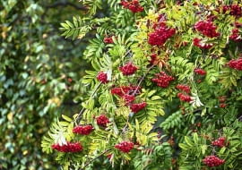 JARZĄB 'FLANROCK' tworzy ciemnożółte owoce. Rośnie w formie wąskiej kolumny o wysokości do 5 m.OWOCE TYPOWEGO JARZĘBU są ciemno-pomarańczowe, świetne na przetwory.