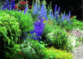 Mixed herbaceous border