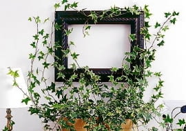 WNETRZE ROSLINY BLUSZCZ FOT. AGNIESZKA ZELAZKO PUBLIKACJA CZTERY KATY NR 5 (151) - 5.2004