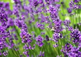 Lawenda wąskolistna (Lavandula angustifolia)