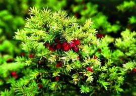 CIS POSPOLITY TAXUS BACCATA ODMIANA DOVASTONII AUREA KRZEW IGLASTY FOT. PAWEL SLOMCZYNSKI / AGENCJA GAZETA SLAJD MALY PUBLIKACJA OGRODY NR 2 (70) - 2.2005 PUBLIKACJA OGRODY NR 8 (136) - 8 2010