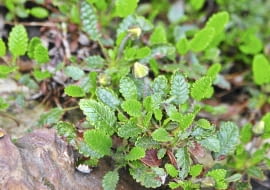 Dębik (Dryas octopetala)