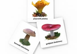 Gra edukacyjna grzyby
