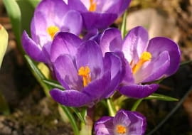 22.04.2003 MAZURY , GALKOWO , GMINA UKTA , STADNINA KONI FERENSTEINOW , KNAJPA U TARGOWICZAN , WIOSENNE KWIATY , KROKUSY