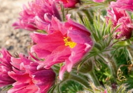 Rozchylające się pąki odmiany 'Papageno' ukazują liczne strzępiaste płatki.