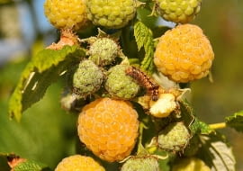 Malina 'Poranna Rosa'.