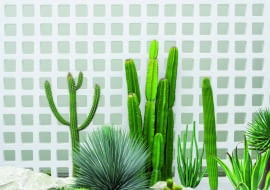 Najpiękniejsze kaktusy