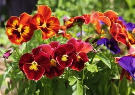 Bratek ogrodowy (Viola Wittrockiana)