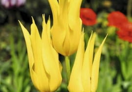 Żółty tulipan Tulip, tulipan, Tulpe, tulipe, Lily-flowered Group, Gruppe mit lila-Blueten, Grupa Liliokszta?tne SLOWA KLUCZOWE: Tulpe, Tulipe, Tulip, Tulipan Lily-flowered Group, Gruppe mit lila-Blueten Grupa Liliokszta?tne Tulipa West Point