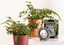 15.11.2006 WARSZAWA DLA KWIETNIK ROSLINA DONICZKOWA ROSLINY DONICZKOWE PAPROC PAPROTKA PAPROCIE NZ CIEMNOTKA OKRAGLOLISTNA PELLAEA ROTUNDIFOLIA STYLISTKA: ANETA KOSIBA FOT. LUKASZ ZANDECKI / AGENCJA GAZETA PUBLIKACJA KWIETNIK NR 2 (146) - 2 2007 SLOWA KLUCZOWE: ROSLINY