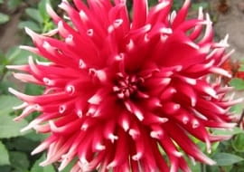 Dalia 'Bocola' ma blisko metrowej długości pędy. Są one sztywne i nie wymagają podpierania. Kwiaty mają średnicę 13-15 cm; rozwijają się od lipca do późnej jesieni.