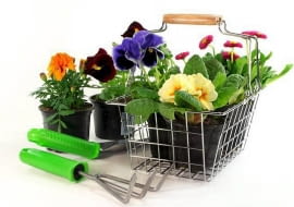 Pierwsze kwiaty do skrzynek balkonowych