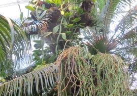 Epifity - Do jednorazowego użytku