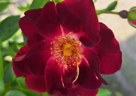 ‘Gotha 1250’ hod. Rosen Tantau 2025