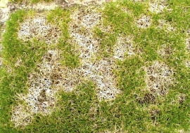 ONE TIME USE ONLY DO JEDNORAZOWEGO UZYCIA TRAWNIK PLESN CHOROBA WYWOLANA PRZEZ GRZYB MONOGRAPHELLA NIVALIS FOT. MARIA PRONCZUK PUBLIKACJA OGRODY NR 3 (107) - 3 2008 SLOWA KLUCZOWE: ROSLINY CHOROBY ZDJĘCIE DO WKŁADKI: PUBLIKACJA OGRODY NR 3 (107) - CZASOPISMA