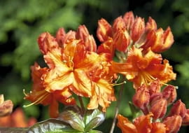 12.05.2009 PISARZOWICE SZKOLKA KRZEWOW OZDOBNYCH - EUGENIUSZ PUDELEK N/Z AZALIA " FASCHING " FOT. MICHAL MUTOR / AGENCJA GAZETA