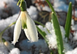 KWIATY ŚNIEŻYCZEK zamykają się, kiedy powraca mróz, a także na noc i przy pochmurnej pogodzie. Chłód znacznie przedłuża okres ich kwitnienia.