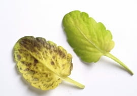 Ciemne Plamy na spodzie listka bratka. Przyczyna: mączniak rzekomy.