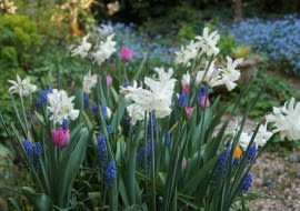 Wiosenne kwiaty cebulowe