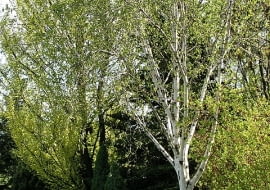 Brzoza pożyteczna (Betula utilis 'Doorenbos'). Drzewa ozdobne