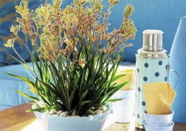 Anigozanthos flavidus